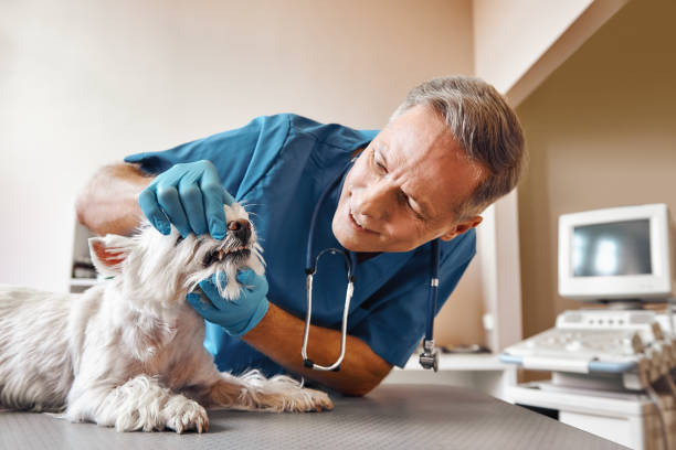 Best Emergency X-Rays and Diagnostics in Klamath Falls, OR